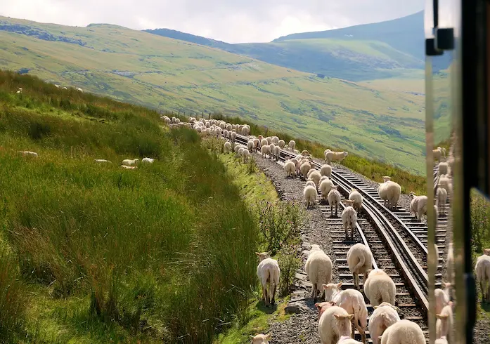 Voyage slow pays de galles -Moutons sur une voie ferrée dans un paysage vert