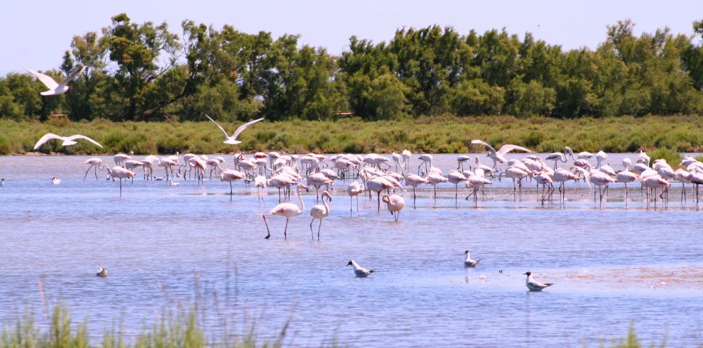 voyage slow côte bleue - Flamands rose dans la Camargue bleue